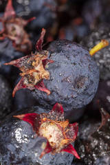 Amelancher ripe berries as a background