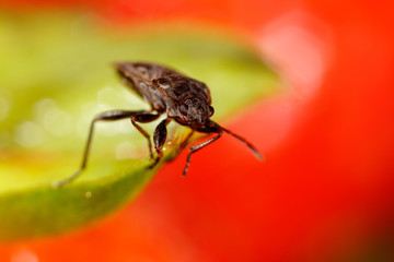 A small beetle on a strawberry