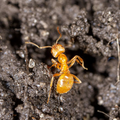 Yellow ant on black ground in nature