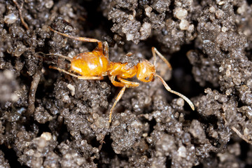 Yellow ant on black ground in nature