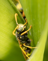 Portrait of a wasp on a green leaf