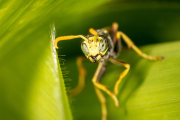Portrait of a wasp on a green leaf