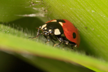 Ladybug on a plant in nature