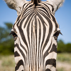 Closeup of a muzzle of a plain zebra (Equus quagga), in a sunny savannah in the morning. The African herbivore is a zebra in daylight.
