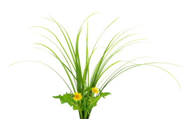 Fototapeta premium Grass green and yellow dandelions.