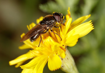 A bee collects honey on a flower