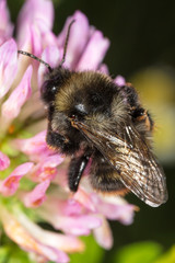 A bee collects honey on a flower