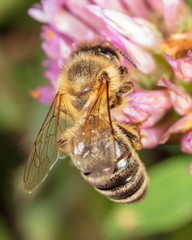 A bee collects honey on a flower