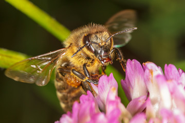 A bee collects honey on a flower