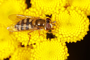 A bee collects honey on a flower