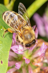 A bee collects honey on a flower