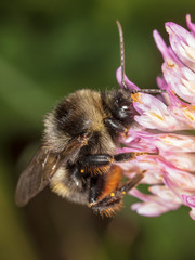 A bee collects honey on a flower