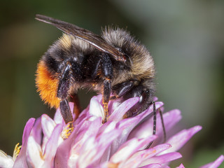 A bee collects honey on a flower