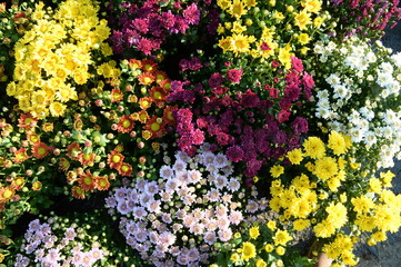 flowers in the garden