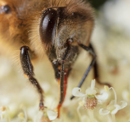 A bee collects honey on a flower