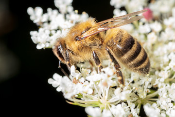 A bee collects honey on a flower