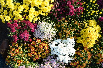 colorful flower background of flowers