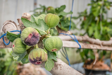 Fresh Figs fruit