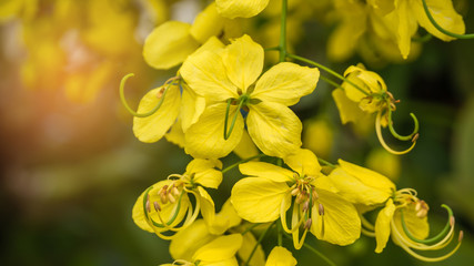 Obraz premium Golden Shower Tree