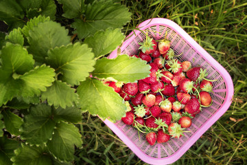 strawberries in basket