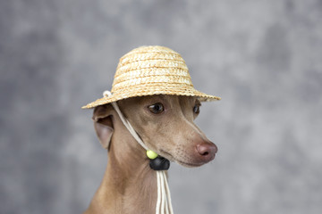 Portrait of little italian greyhound dog.Costume. Hat