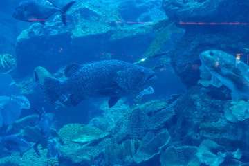 Obraz premium Dubai travel photography, United arabic emirates