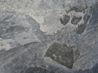 cement wall background,texture of concrete