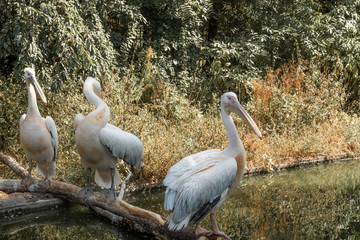 Pelicans on the river. Wildlife. Waterbird.