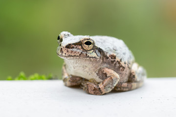 ニホンアマガエル