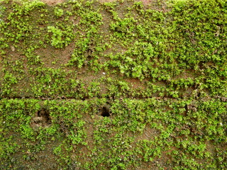 moss on stone wall background,nature green plant
