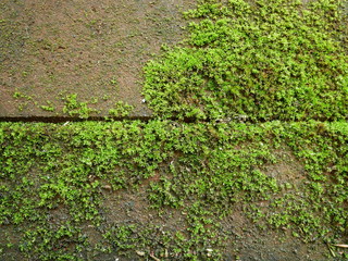 moss on stone wall background,nature green plant