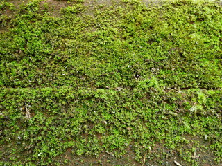 moss wall background,nature green plant