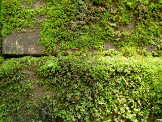 moss on stone wall background