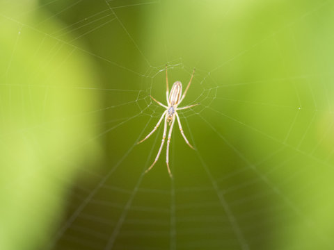 Kleine Spinne im Netz