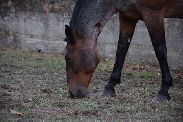 cavallo