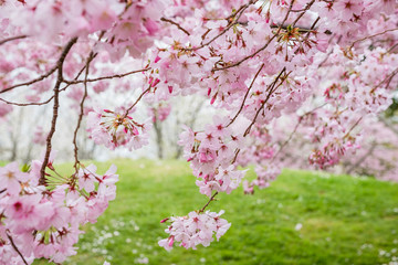 Beautiful full bloom cherry Blossom in the early spring season. Pink Sakura Japanese flower....