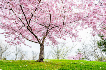 Naklejka premium Beautiful full bloom cherry Blossom trees in the early spring season. Pink Sakura Japanese flower in Japanese garden with green grass.