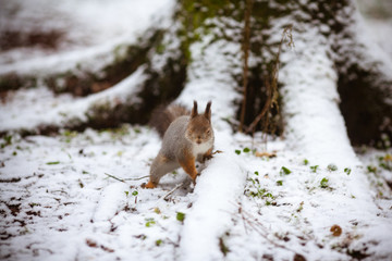 red squirrel on a tree