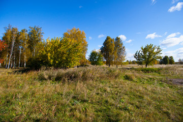 autumn glade in the forest