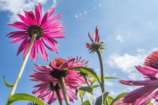 Gerbera zum himmel