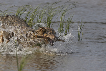 Running dog