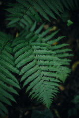 Fototapeta na wymiar Ferns in the forest