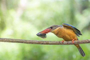 The stork-billed kingfisher (Pelargopsis capensis), is a tree kingfisher which is widely but sparsely distributed in the tropical Indian subcontinent and Southeast Asia,Big bird in Thailand kingfisher