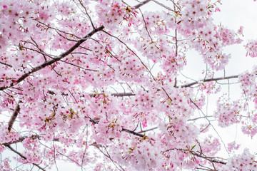 Beautiful full bloom cherry Blossom in the early spring season. Pink Sakura Japanese flower. Japanese Garden. A depth of field with bokeh photo style.