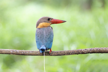 The stork-billed kingfisher (Pelargopsis capensis), is a tree kingfisher which is widely but sparsely distributed in the tropical Indian subcontinent and Southeast Asia,Big bird in Thailand kingfisher