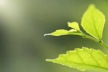 Autumn leaves on the sun. Fall blurred background.