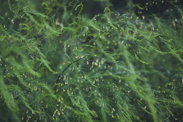 Naklejka premium green background