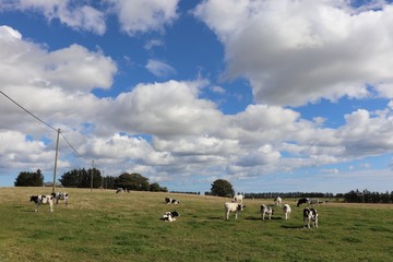 Black and white dairy cattle in field
