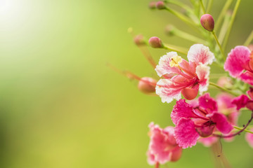 Autumn leaves on the sun. Fall blurred background.