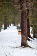 Timbered bird-feeder installing on pine trunk in snowy alley at winter season